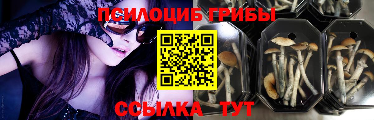 Псилоцибиновые грибы GOLDEN TEACHER  Вход с VPN  Киржач  Галлюциногенные грибы Cubensis 